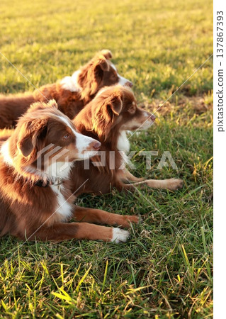 Three Australian Shepherds Laying in Golden Hour Grass Three Australian Shepherds Laying in Golden Hour Grass 137867393