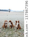 Three Australian Shepherds on Frosty Winter Grass 137867396