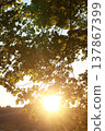 A tree with leaves is in the sun 137867399
