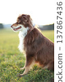 Australian Shepherd Looking Up in Golden Sunlight 137867436
