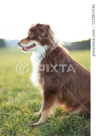 Australian Shepherd Looking Up in Golden Sunlight 137867436