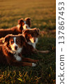 Two Australian Shepherds Lying in Golden Hour Grass 137867453