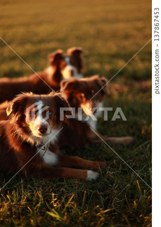 Two Australian Shepherds Lying in Golden Hour Grass Two Australian Shepherds Lying in Golden Hour Grass 137867453
