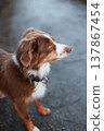 Red Merle Australian Shepherd Puppy Looking Up 137867454