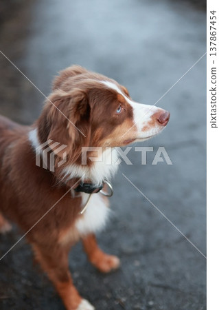 Red Merle Australian Shepherd Puppy Looking Up 137867454