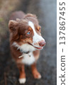 Cute Australian Shepherd puppy looking up 137867455
