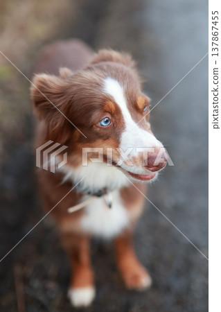 Cute Australian Shepherd puppy looking up Cute Australian Shepherd puppy looking up 137867455