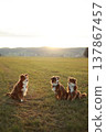 Three Australian Shepherds in golden hour 137867457