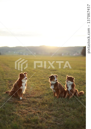 Three Australian Shepherds in golden hour Three Australian Shepherds in golden hour 137867457