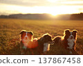 Australian Shepherds Relaxing at Sunset in Field 137867458