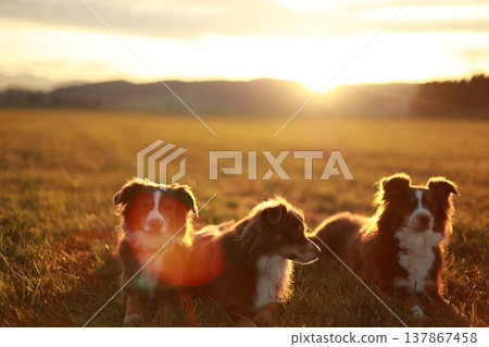 Australian Shepherds Relaxing at Sunset in Field 137867458