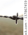 Frozen Barbed Wire with Hoar Frost Close-up 137867459