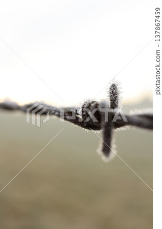 Frozen Barbed Wire with Hoar Frost Close-up 137867459