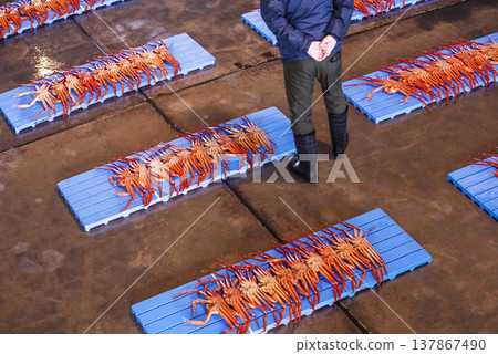 雪蟹被運到拍賣市場;拍賣市場的場景;雪蟹被拍賣;圖片素材。 雪蟹被運到拍賣市場;拍賣市場的場景;雪蟹被拍賣;圖片素材。 137867490