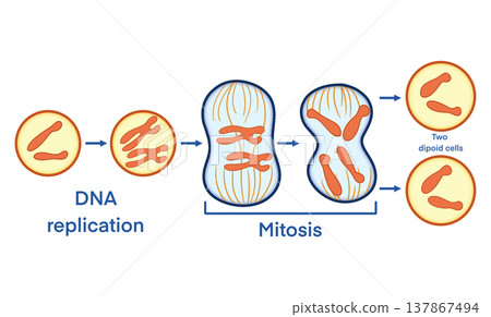 Educational illustration of biological mitosis cell division process from DNA replication to identical diploid cells for science textbooks, medical research, and academic genetics studies 137867494
