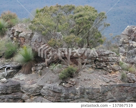 A solitary tree silhouette standing atop a rock – a quiet memory of life breathing in the Blue Mountains. A solitary tree silhouette standing atop a rock – a quiet memory of life breathing in the Blue Mountains. 137867519