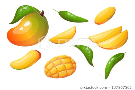 Vector illustration of mangoes with slices, leaves and pieces Vector illustration of mangoes with slices, leaves and pieces 137867562