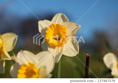 Morning Sunlight Daffodils In UBC Gardens Morning Sunlight Daffodils In UBC Gardens 137867576