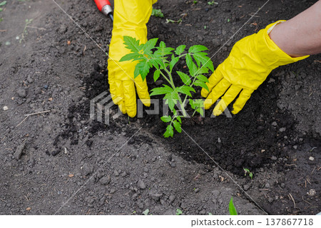 transplanting tomato seedlings into the garden transplanting tomato seedlings into the garden 137867718