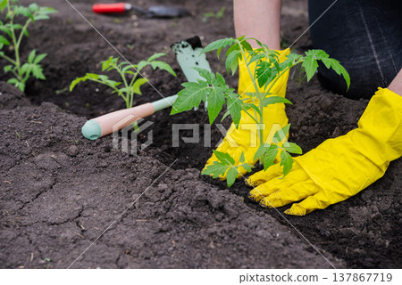 The hands of an elderly woman are holding a young plant in the ground The hands of an elderly woman are holding a young plant in the ground 137867719