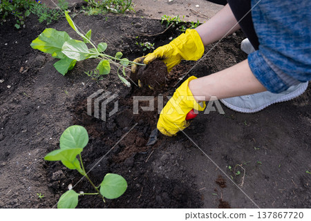 Eggplant seedlings are planted with their hands in the soil in the garden Eggplant seedlings are planted with their hands in the soil in the garden 137867720