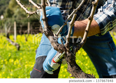 Farmer pruning the vine in winter. Agriculture. Farmer pruning the vine in winter. Agriculture. 137867848