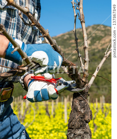 Farmer pruning the vine in winter. Agriculture. 137867849