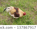 Brown chicken grazing on green grass. Free range poultry farm 137867917