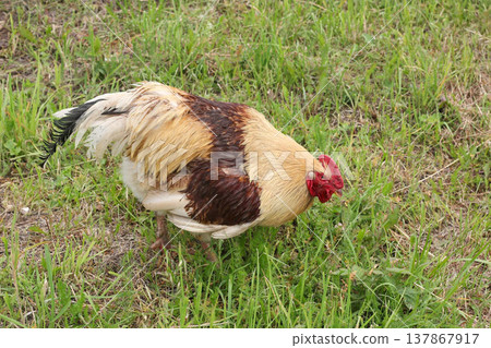 Brown chicken grazing on green grass. Free range poultry farm 137867917