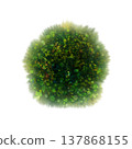 Top view of isolated common trees on a white background 137868155