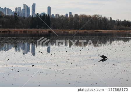 Great Blue Heron Stalking Its Prey 137868170