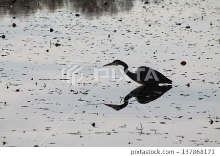 Great Blue Heron Stalking Its Prey Great Blue Heron Stalking Its Prey 137868171