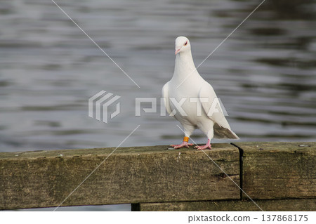 Stray Domestic Dove With Pigeons Stray Domestic Dove With Pigeons 137868175