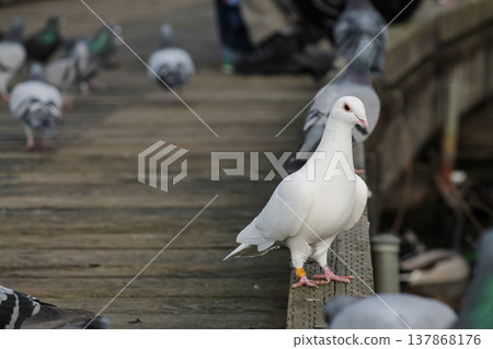 Stray Domestic Dove With Pigeons Stray Domestic Dove With Pigeons 137868176
