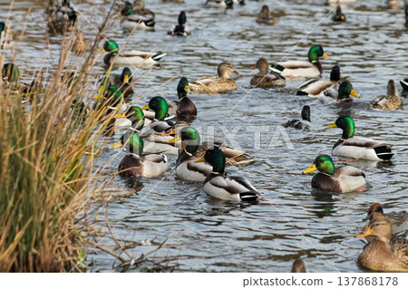 Mallard Ducks In Burnaby Lake Park Mallard Ducks In Burnaby Lake Park 137868178