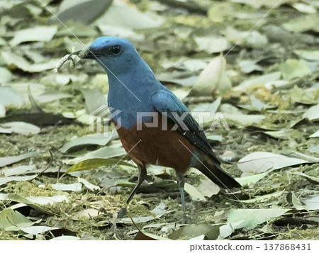 wild bird, bird, birds 137868431