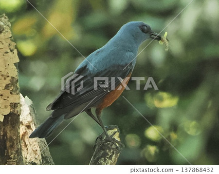 wild bird, bird, birds 137868432