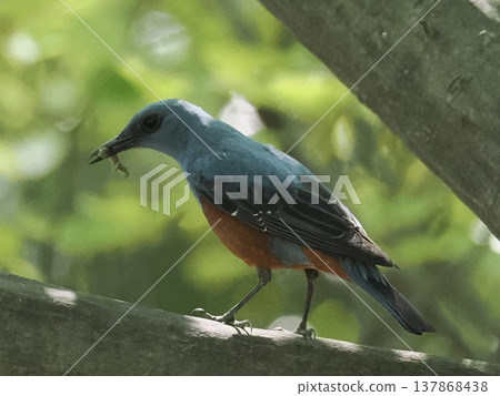 wild bird, bird, birds 137868438