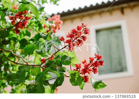 Beautiful pink chestnut flowers in a spring city. 137868528
