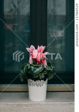 Beautiful pink cyclamen flower on the window. Beautiful pink cyclamen flower on the window. 137868529
