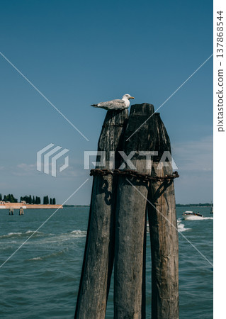 Seagull sitting on the pier. Panoramic cityscape view of Venice old city. T Seagull sitting on the pier. Panoramic cityscape view of Venice old city. T 137868544