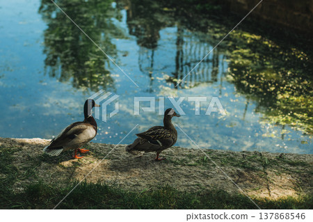 Two cute brown ducks near the lake. Two cute brown ducks near the lake. 137868546