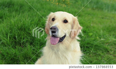 Beautiful happy young Golden Retriever dog sitting on grass in summer park 137868553