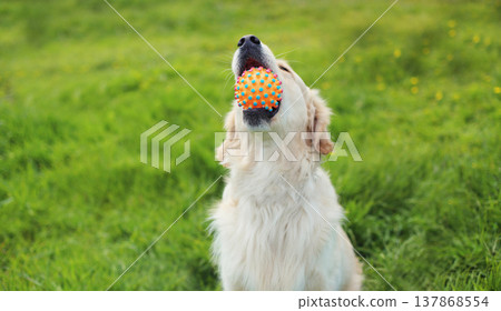 happy young Golden Retriever dog playing with rubber ball toy on grass in summer park happy young Golden Retriever dog playing with rubber ball toy on grass in summer park 137868554