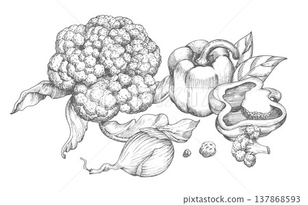 Banner of cauliflower, bell pepper and onion. Vector ink styled handmade illustration. For packaging design, cards, cover, prints, product labels and fabric. 137868593