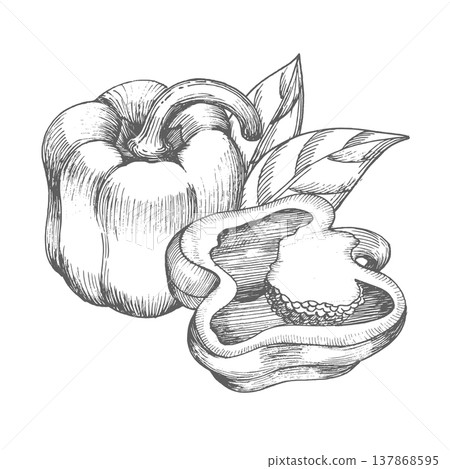 Composition of the bell peppers and leaves. Vector ink styled handmade illustration. For packaging design, cards, cover, prints, product labels and fabric. Composition of the bell peppers and leaves. Vector ink styled handmade illustration. For packaging design, cards, cover, prints, product labels and fabric. 137868595