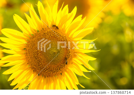 Close up of yellow sunflower with honey bee working collecting pollen. Provence in France. Close up of yellow sunflower with honey bee working collecting pollen. Provence in France. 137868714