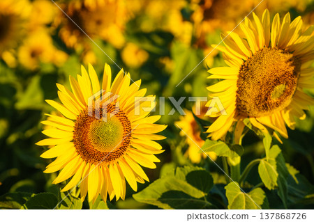 Field of blooming sunflowers, Provence France. Field of blooming sunflowers, Provence France. 137868726