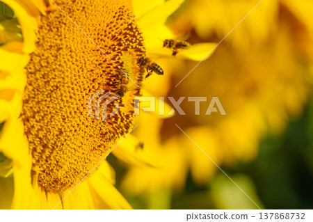 Close up of yellow sunflower with honey bee working collecting pollen. Provence in France. Close up of yellow sunflower with honey bee working collecting pollen. Provence in France. 137868732