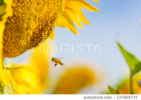 Close up of yellow sunflower with honey bee working collecting pollen. Provence in France. Close up of yellow sunflower with honey bee working collecting pollen. Provence in France. 137868735